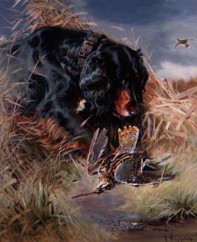 Gordon Setter tussen het riet door William Woodhouse