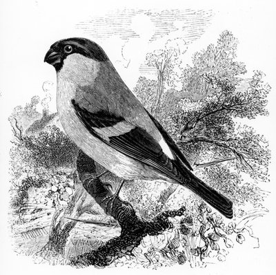 De Goudvink, illustratie uit 