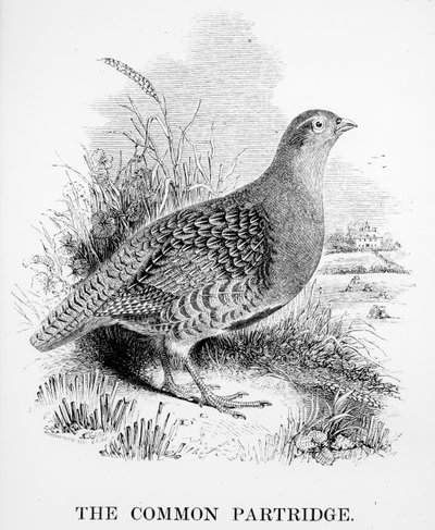 De gewone patrijs, illustratie uit 