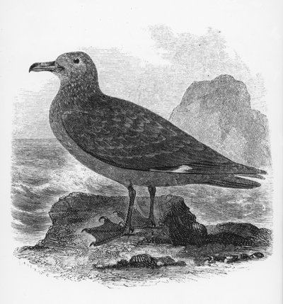 De grote jager, illustratie uit 