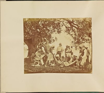 [Tijgerkarkas] door Willoughby Wallace Hooper