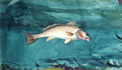 Kanaalbaars, 1904 door Winslow Homer
