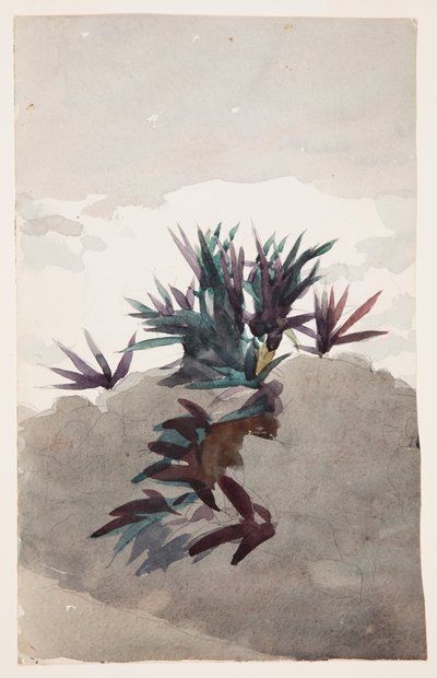 Heuvel met Klompen Maguey door Winslow Homer
