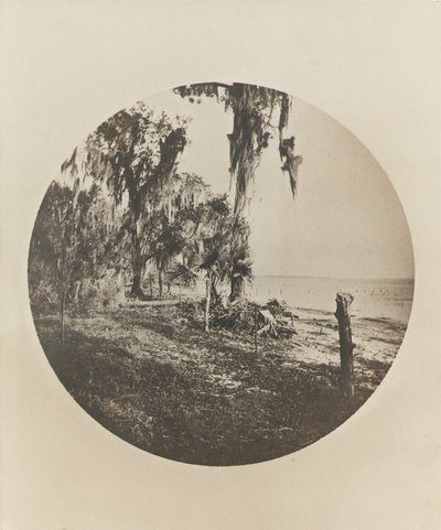 Palmboom en strandtafereel, kust van Florida door Winslow Homer
