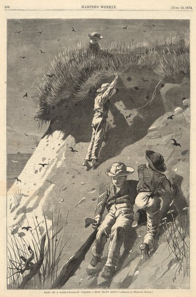 Overval op een Zandzwaluwkolonie door Winslow Homer