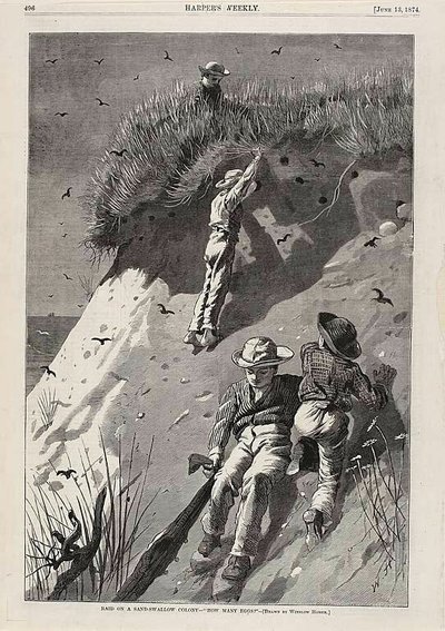 Overval op een Zandzwaluwkolonie: "Hoeveel eieren door Winslow Homer