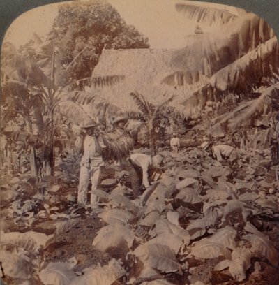 Tabak snijden - Een typische plantage - Provincie Havana, Cuba, 1899 door Works and Sun Sculpture Studios