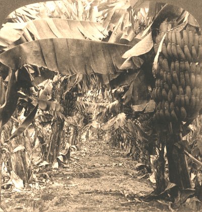 In het hart van een bananenplantage, Hawaïaanse eilanden, 1901 door Works and Sun Sculpture Studios