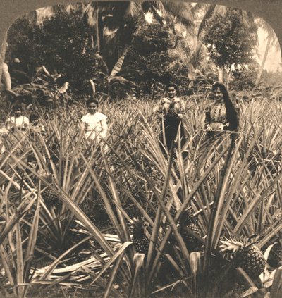 Ananasplantage, Mayaguez, Porto Rico, 1899 door Works and Sun Sculpture Studios