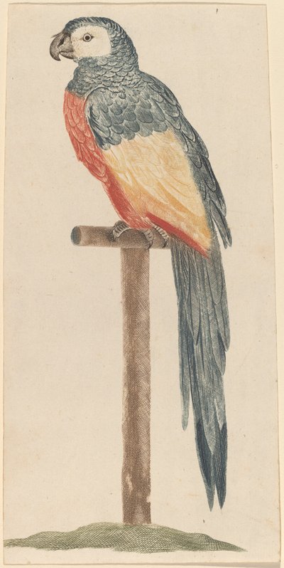 Papegaai, 1680s-1690s door Workshop of Johann Teyler