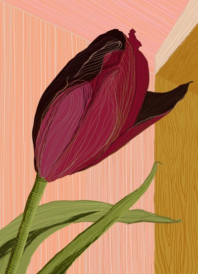 De hoek van de karmozijnrode tulp door XHOZUCAN