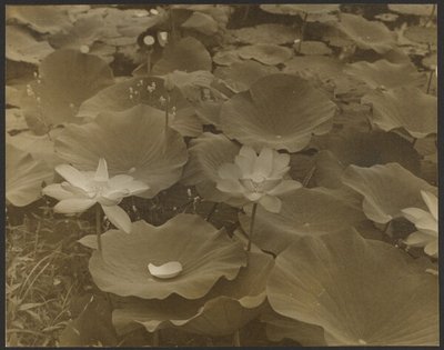 [Lotus]. door Yasuo Kuniyoshi