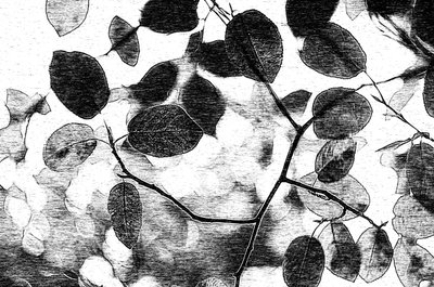 Monochroom bladerdak door Ylva Sjögren