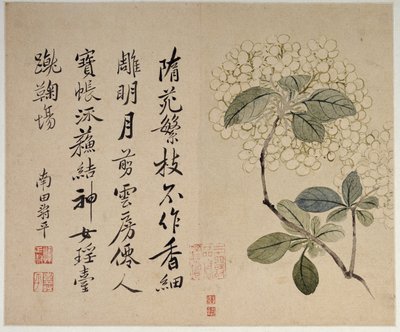Hortensia