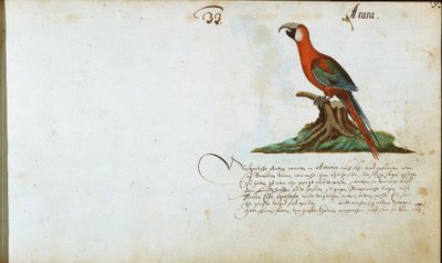 Papegaai door Zacharias Wagner
