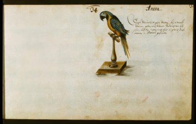 Papegaai door Zacharias Wagner