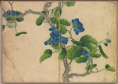 Bureau Album: Bloem- en Vogel Schilderijen (klimmende blauwe bloemen) door Zhang Ruoai