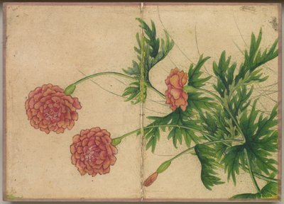 Bureau Album: Bloem- en Vogel Schilderijen (pioenroos) door Zhang Ruoai