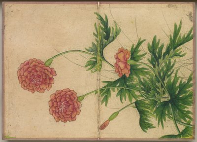 Bureaualbum: Bloemen- en vogel schilderijen Pioenroos, 18e eeuw door Zhang Ruoai