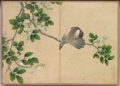 Bureau Album: Bloem- en Vogel Schilderijen Vogels die zich poetsen, 18e eeuw door Zhang Ruoai