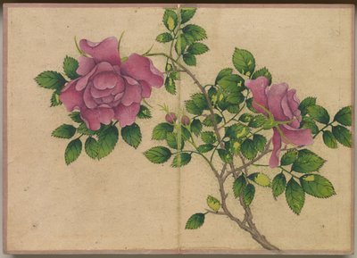 Bureaualbum: Bloemen- en vogel schilderijen Roos, 18e eeuw door Zhang Ruoai