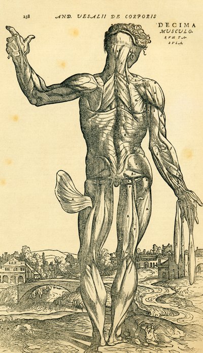 Achterkant van mannelijk menselijk lichaam, een anatomische studie oorspronkelijk gepubliceerd in De Humani Corporis Fabrica Libri Septem door Andreas Vesalius, gepubliceerd in Basel door Ferdinand Georg Waldmuller