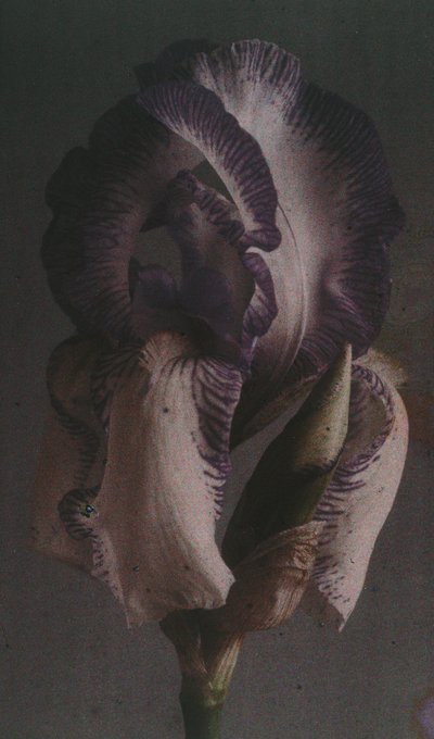 Duitse iris (Iris germanica) door Frederick (attr. to) Barnard