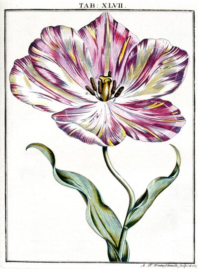Microscopie door Frederick (attr. to) Barnard
