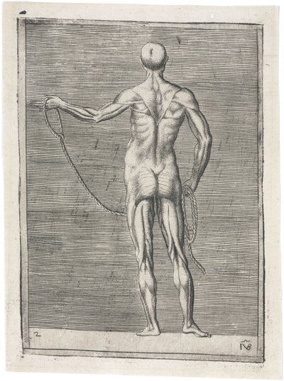 Spieren Anatomische studie van mannelijke musculatuur; man die een touw vasthoudt, ca. 1555 door Frederick (attr. to) Barnard