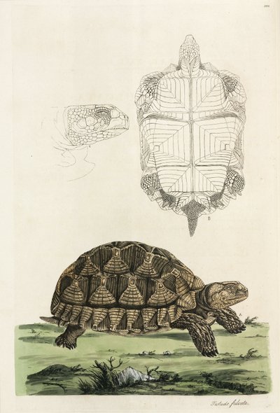 Spoorschildpad door John Pardon