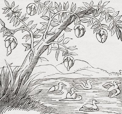De Vogelboom door . .
