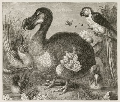 De Dodo door Ferdinand Georg Waldmuller