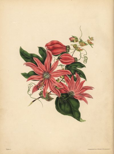 De trosvormige Passiebloem, Passiflora racemosa, Religieuze bijgeloof door John Pardon