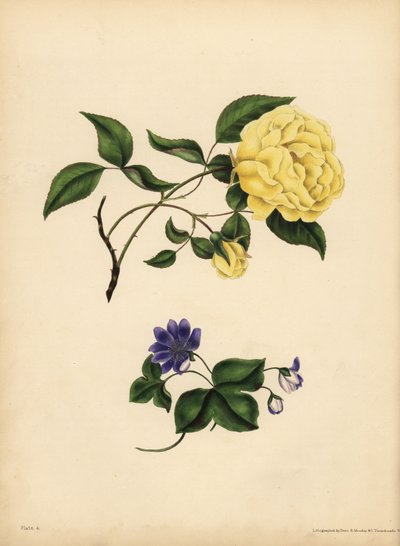 De zoetgeurende Chinese Roos, Rosa chinensis, Ontrouw; De blauwe Hepatica, Hepatica nobilis, Vertrouwen door John Pardon
