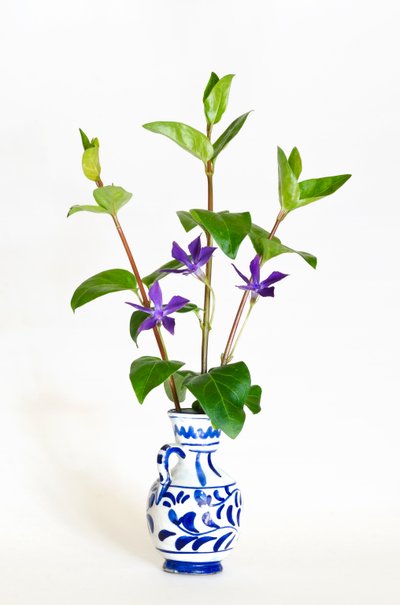 Drie stelen van de grote maagdenpalm (Vinca major) bloeiend in een vaas door . .