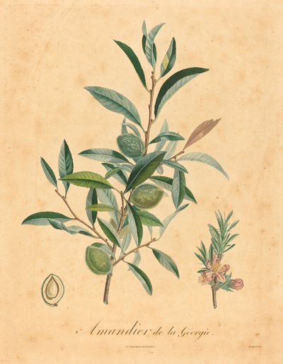 Amandelboom van Georgië door after A. Poiteau
