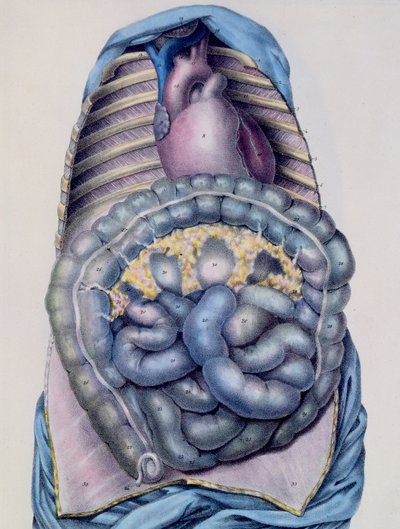 Anatomie van de dikke darm, uit Manuel d
