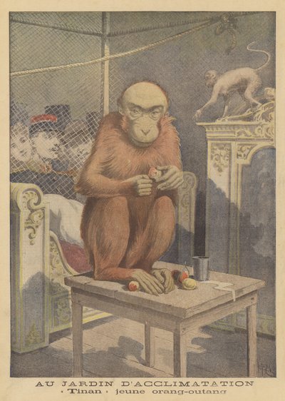 Tinan, een jonge orang-oetan tentoongesteld in de Jardin d
