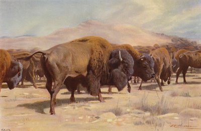 Amerikaanse Bizon door after Wilhelm Kuhnert