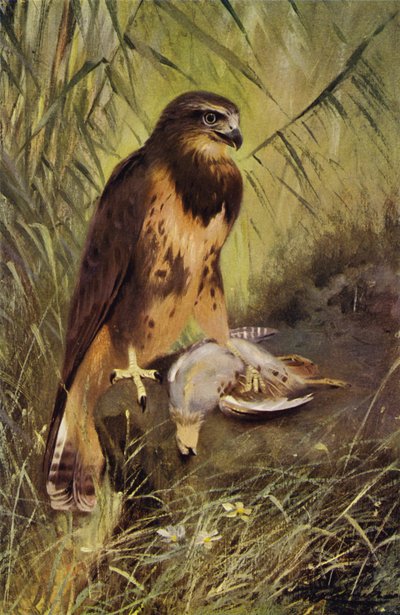 Buizerd door after Wilhelm Kuhnert