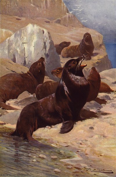 Californische Zeeleeuw door after Wilhelm Kuhnert