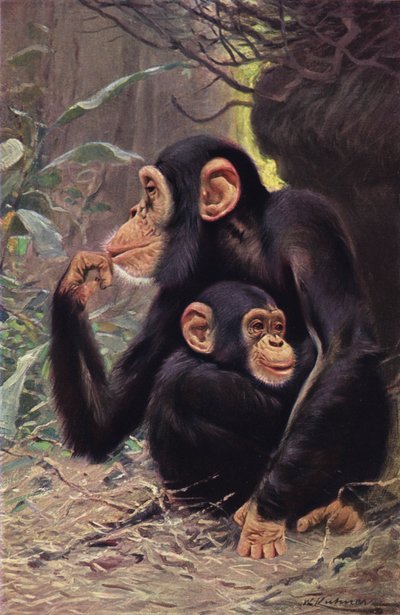 Chimpansee door after Wilhelm Kuhnert