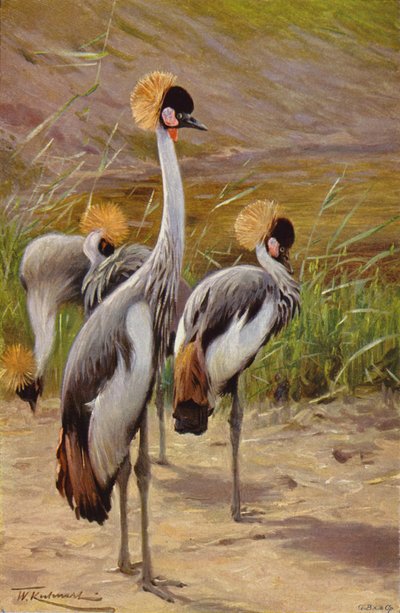 Kroonkraanvogel door after Wilhelm Kuhnert