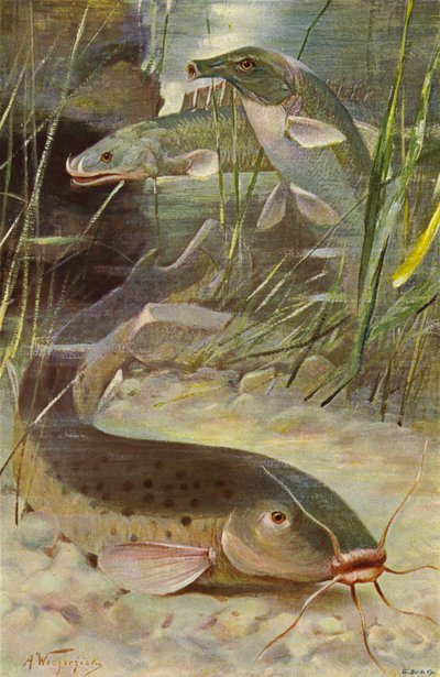 Elektrische meerval, bichir, koffervis door after Wilhelm Kuhnert