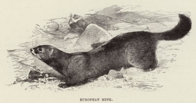 Europese nerts door after Wilhelm Kuhnert