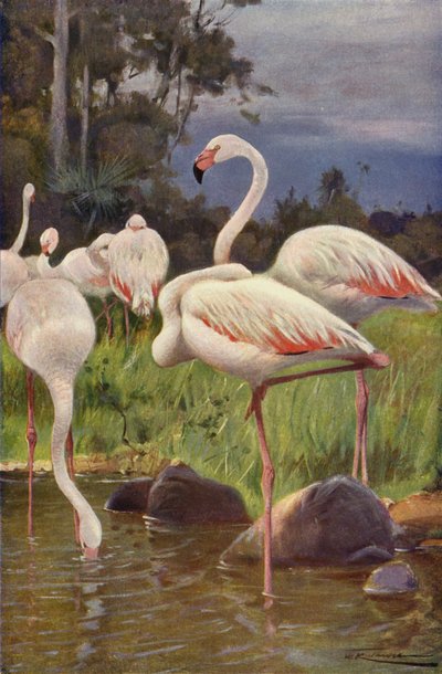 Flamingo door after Wilhelm Kuhnert