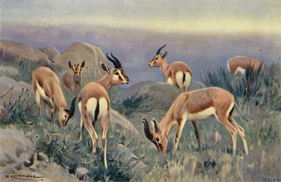 Gazelle door after Wilhelm Kuhnert