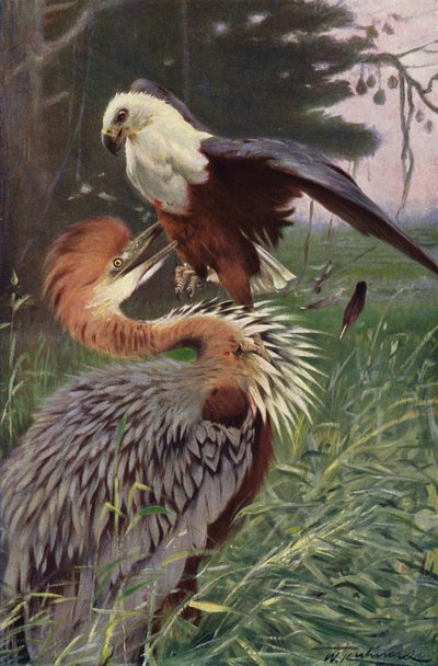 Reuzenreiger en zeearend door after Wilhelm Kuhnert