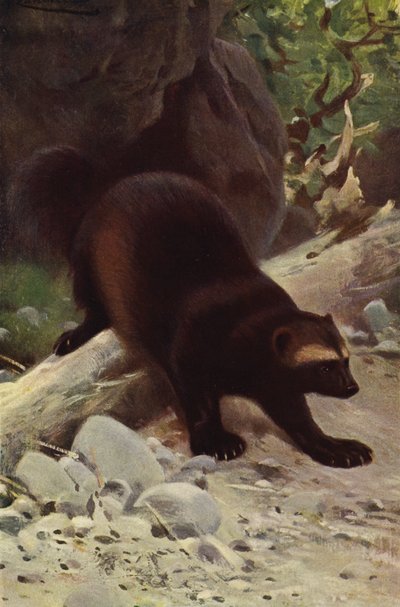Veelvraat door after Wilhelm Kuhnert