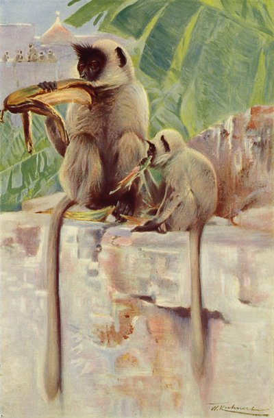 Hanuman Aap door after Wilhelm Kuhnert